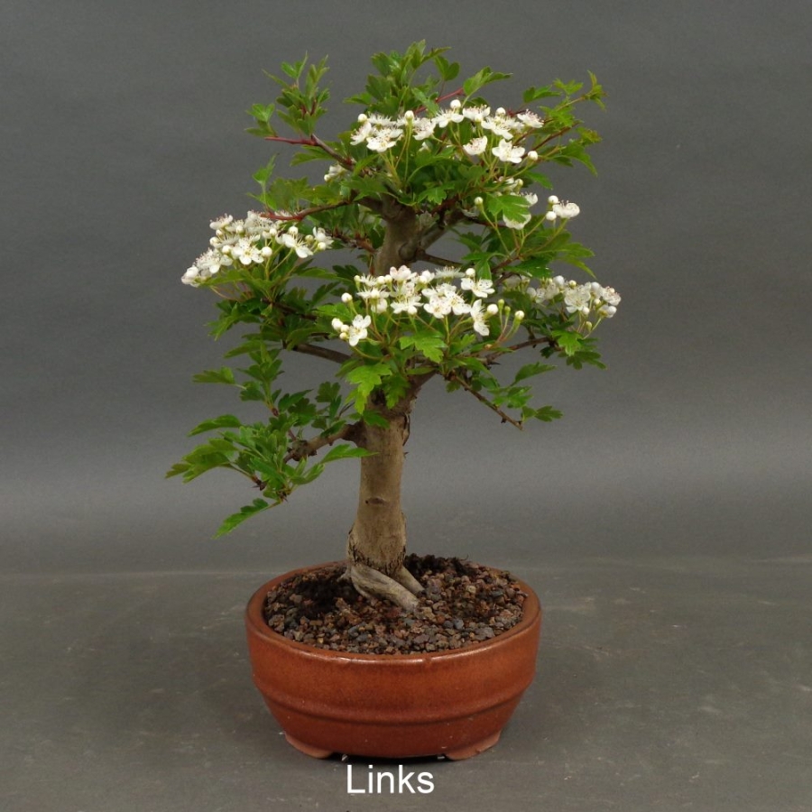 Bonsai, Crataegus, Weissdorn
